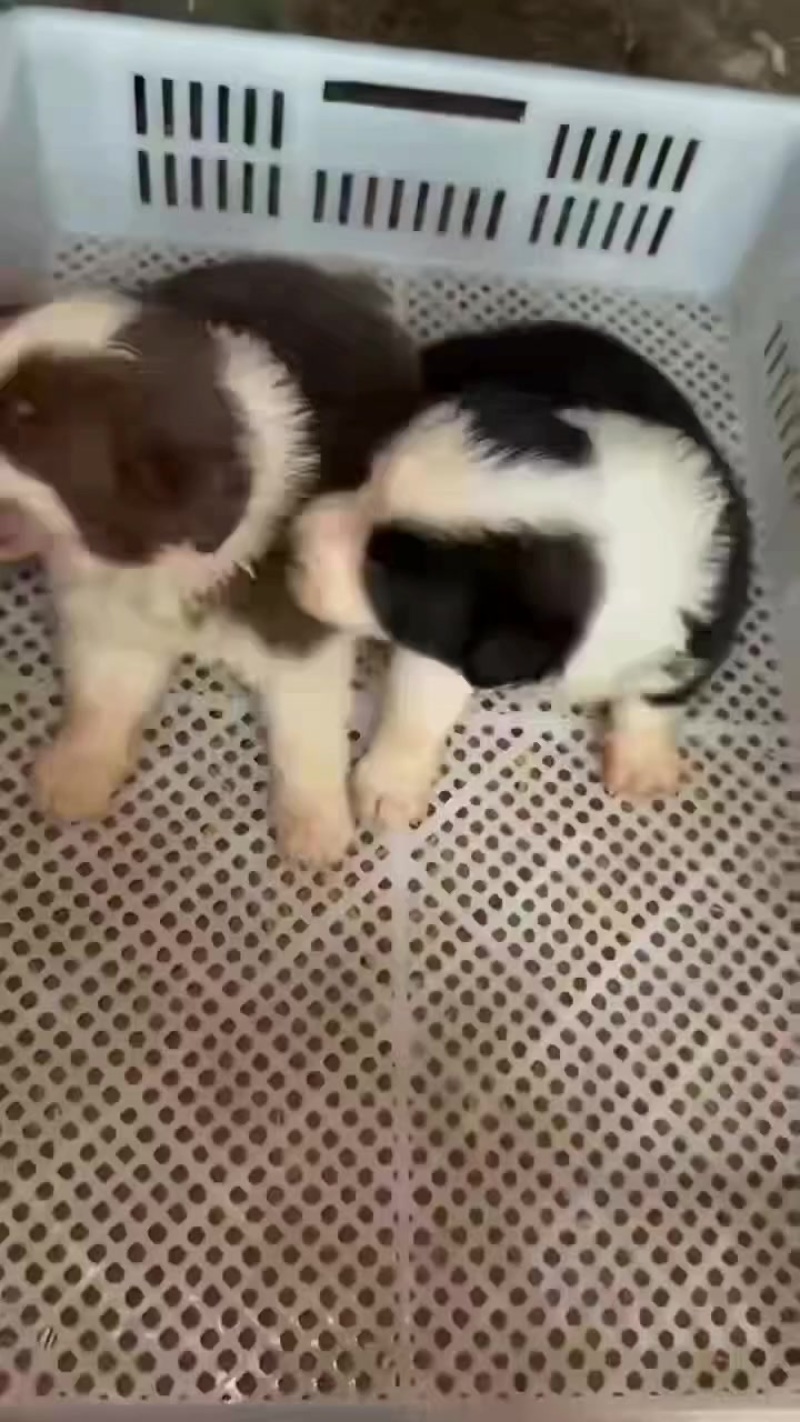 宠物狗狗，