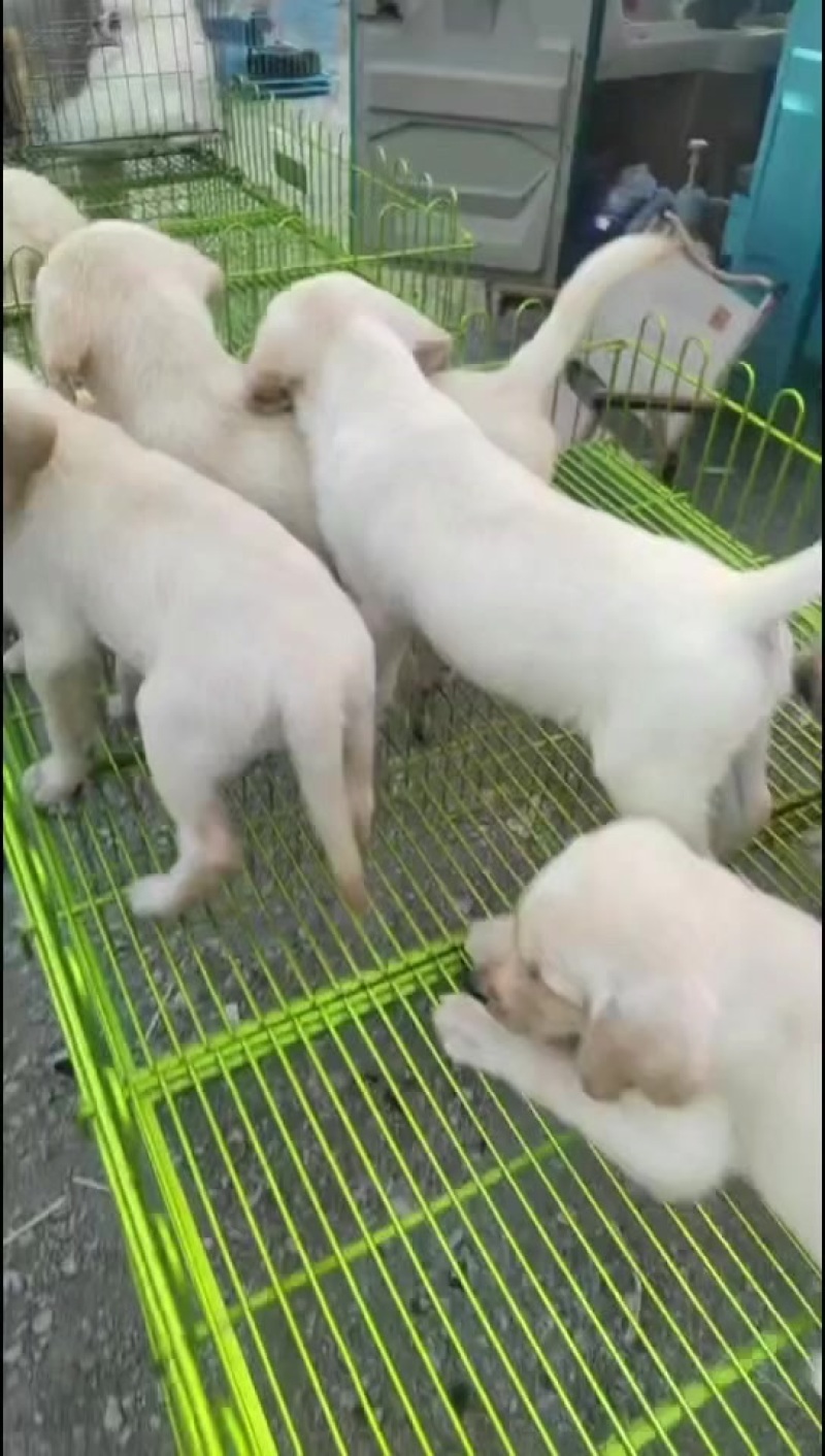 宠物狗狗，
