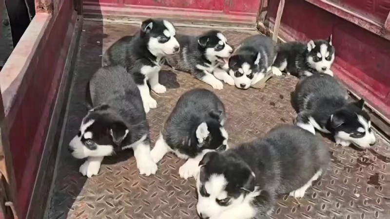 宠物狗狗，