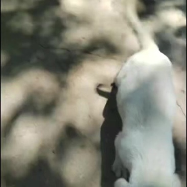 宠物狗狗，