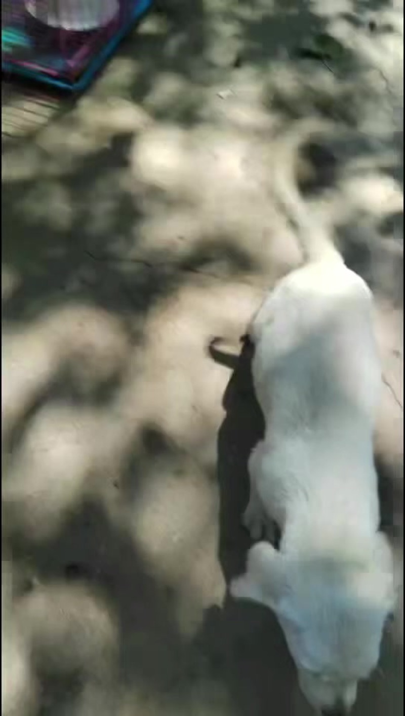 宠物狗狗，
