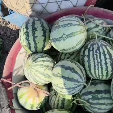 二茬有籽西瓜