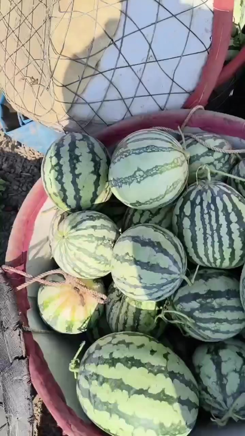 二茬有籽西瓜