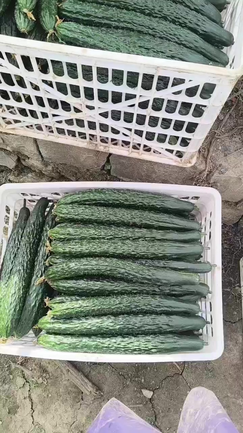 安顺黄瓜