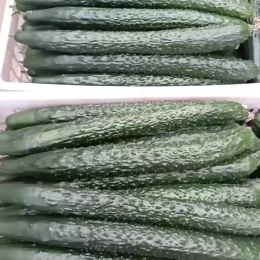 安顺黄瓜