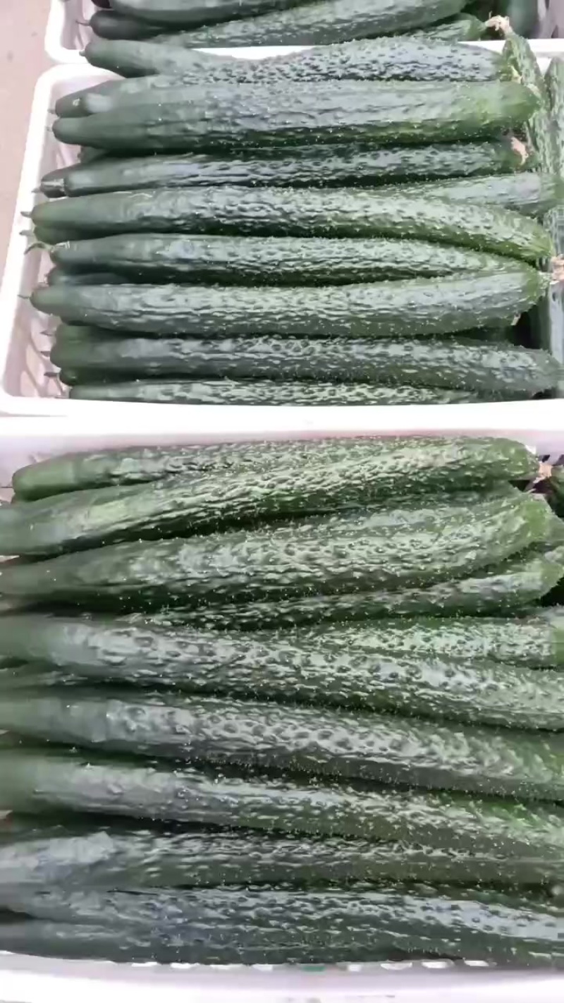 安顺黄瓜