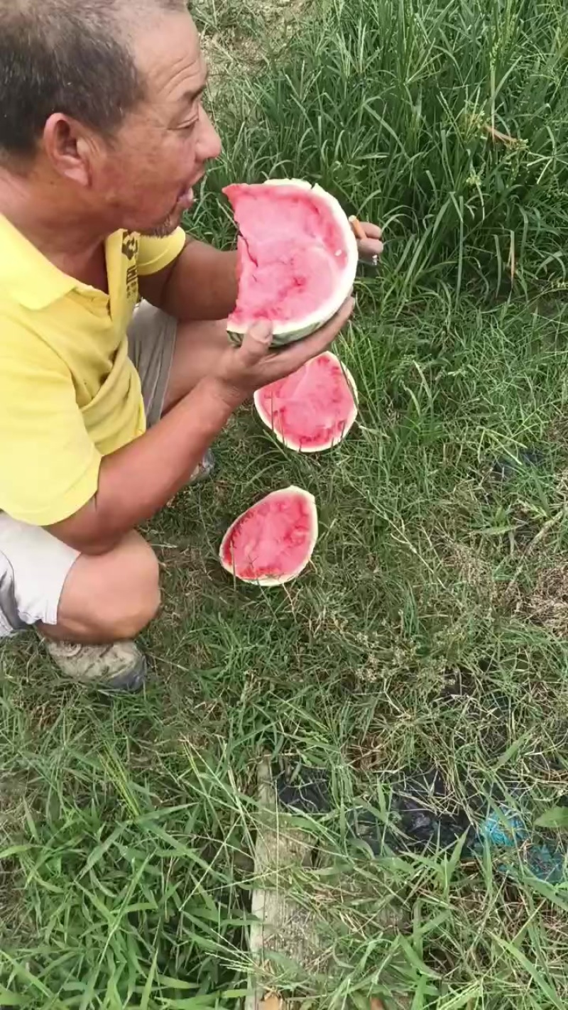 头茬无籽美都西瓜
