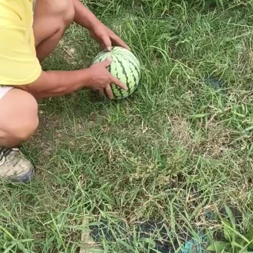 头茬无籽美都西瓜