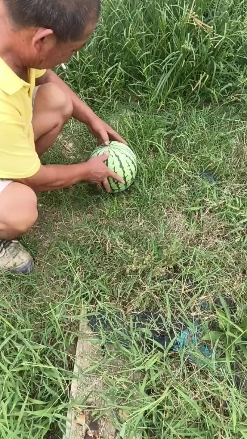 头茬无籽美都西瓜