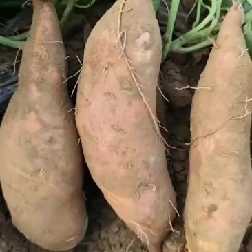 龙九大量出