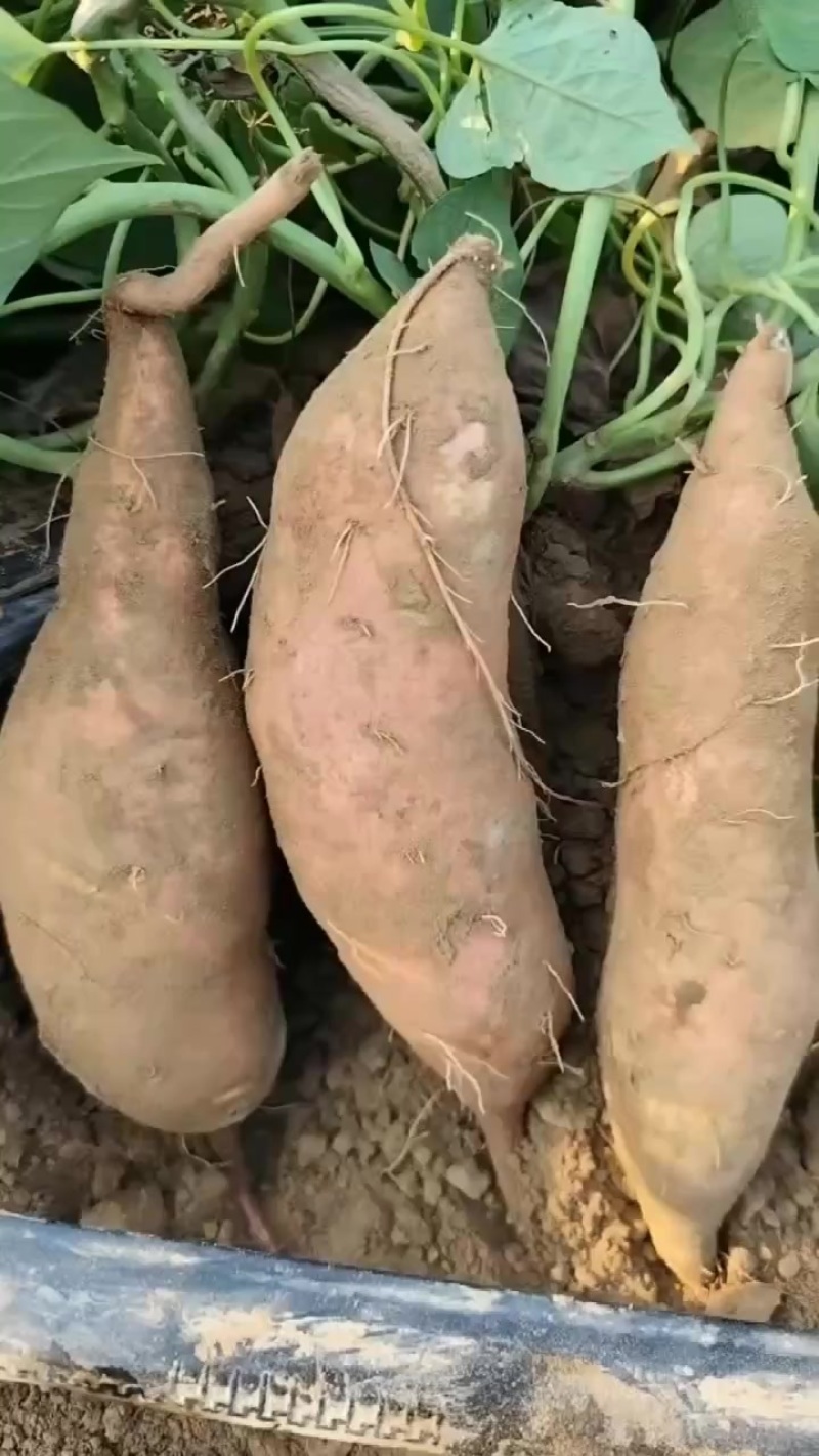 龙九大量出