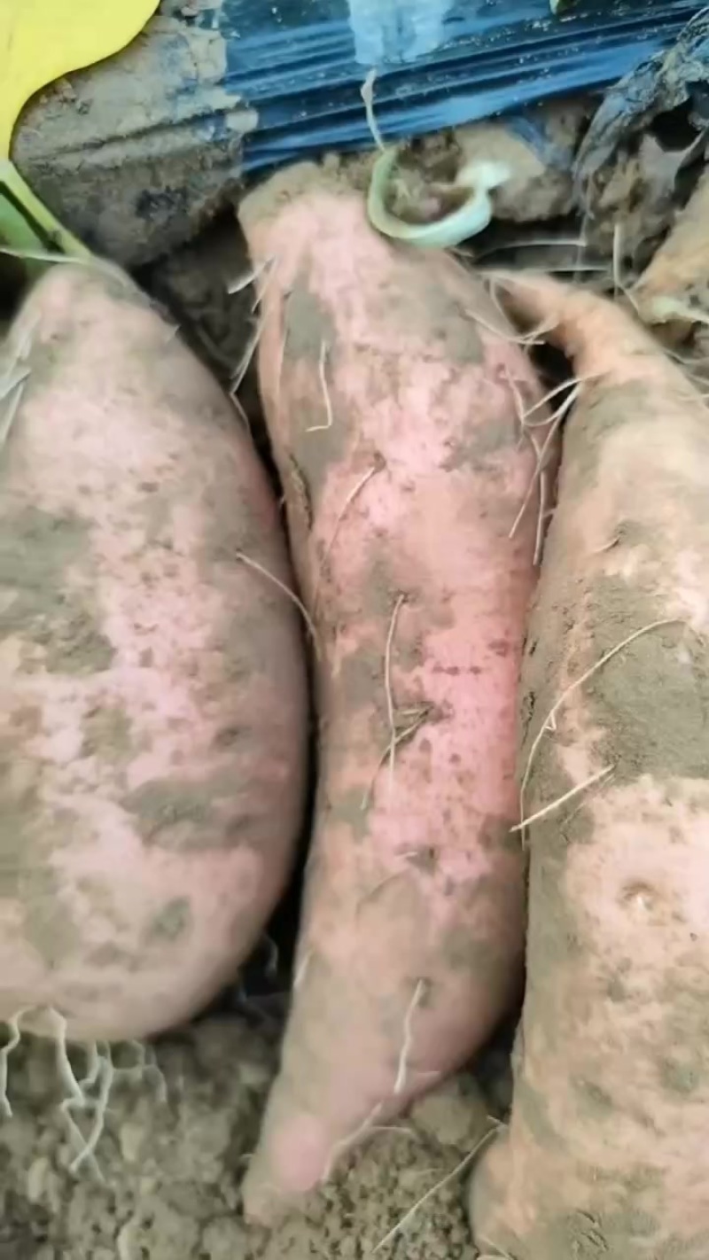 龙九大量出