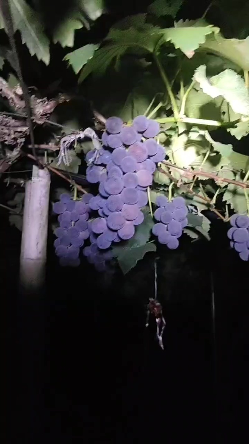 晚熟巨峰葡萄