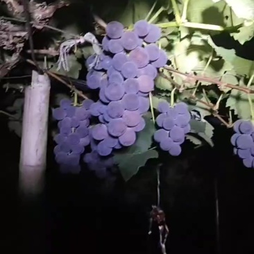晚熟巨峰葡萄