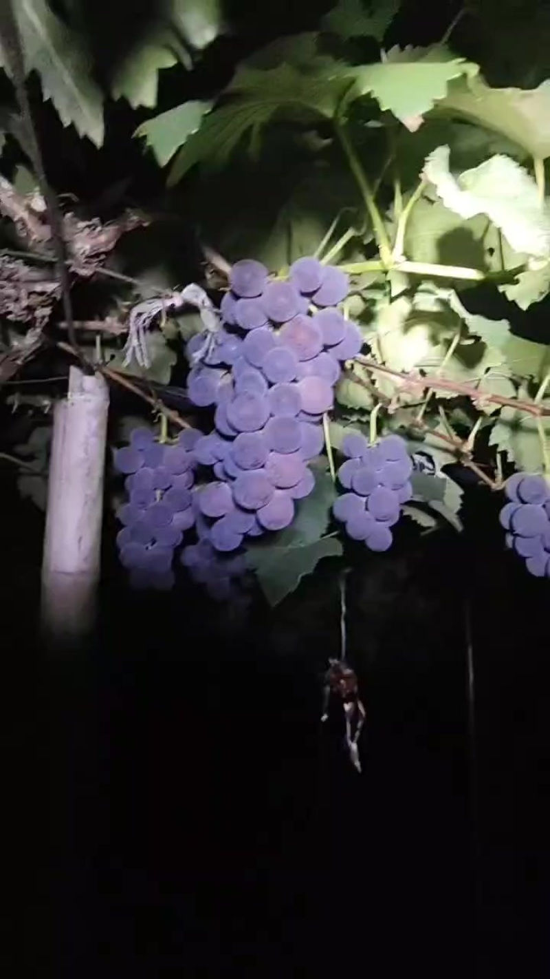 晚熟巨峰葡萄