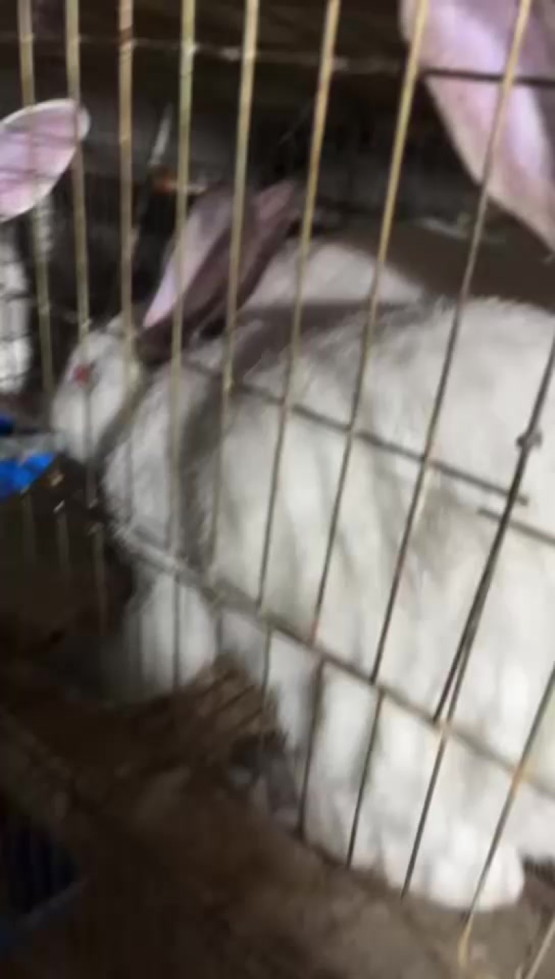 活兔