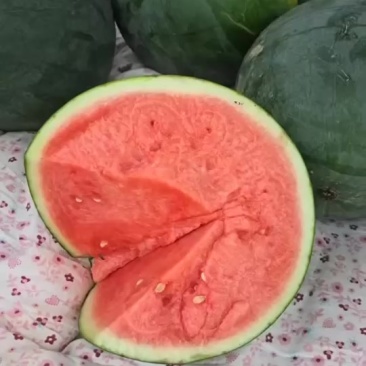 精品墨童无籽台农精品