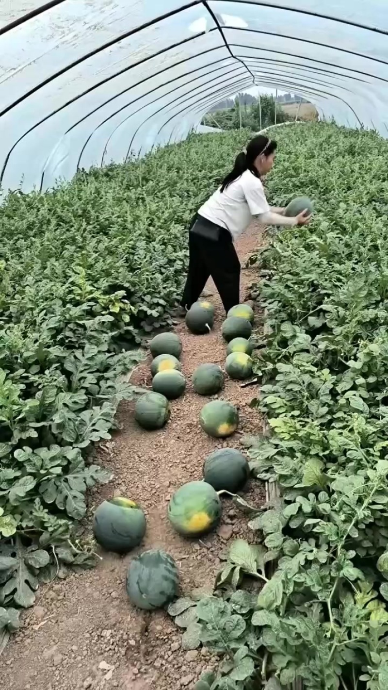 精品墨童无籽台农精品