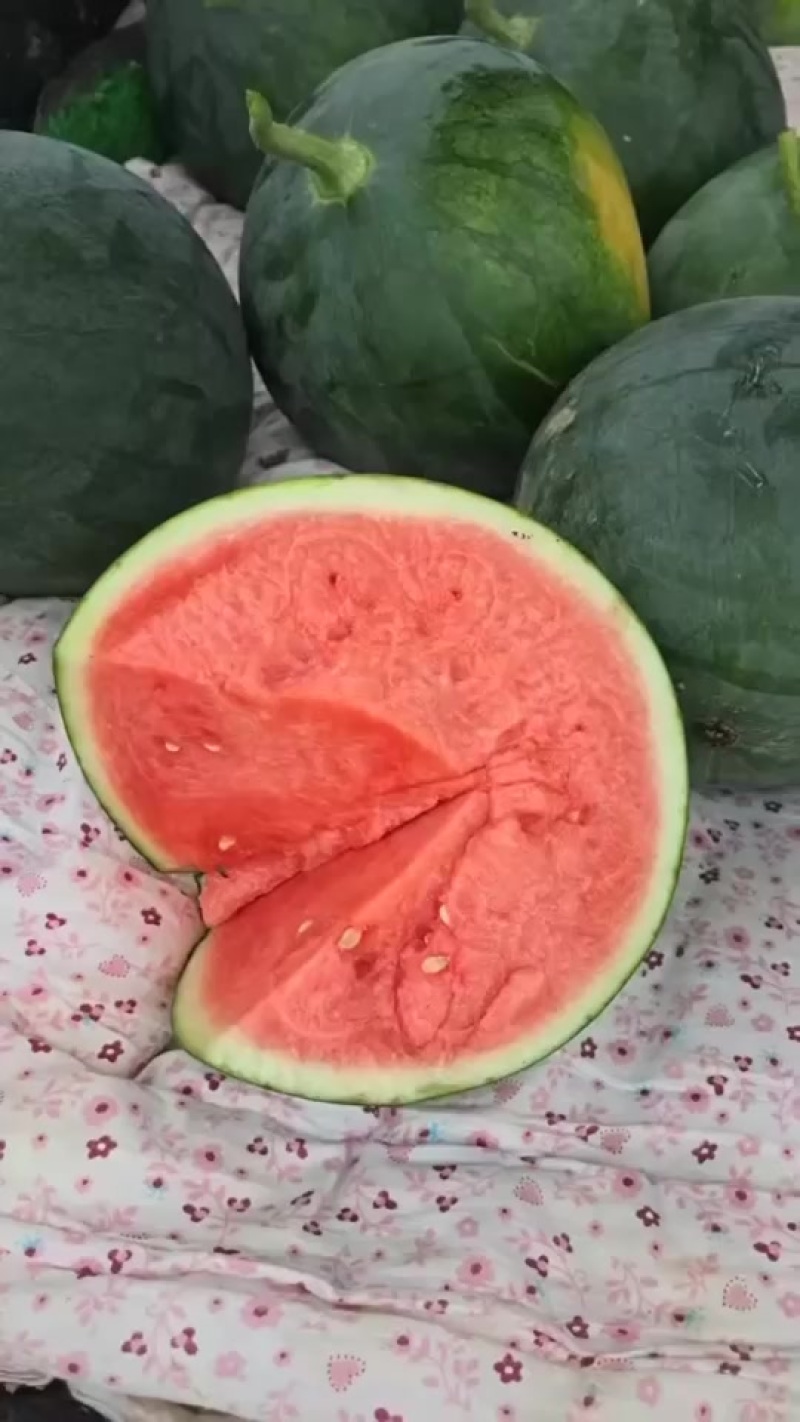 精品墨童无籽台农精品