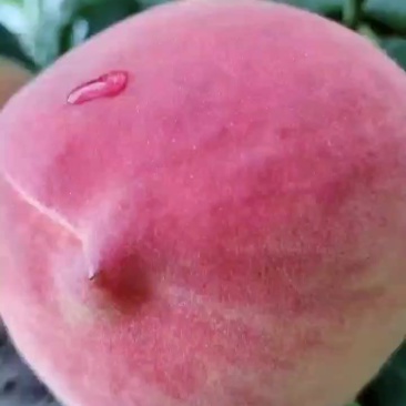 白花桃