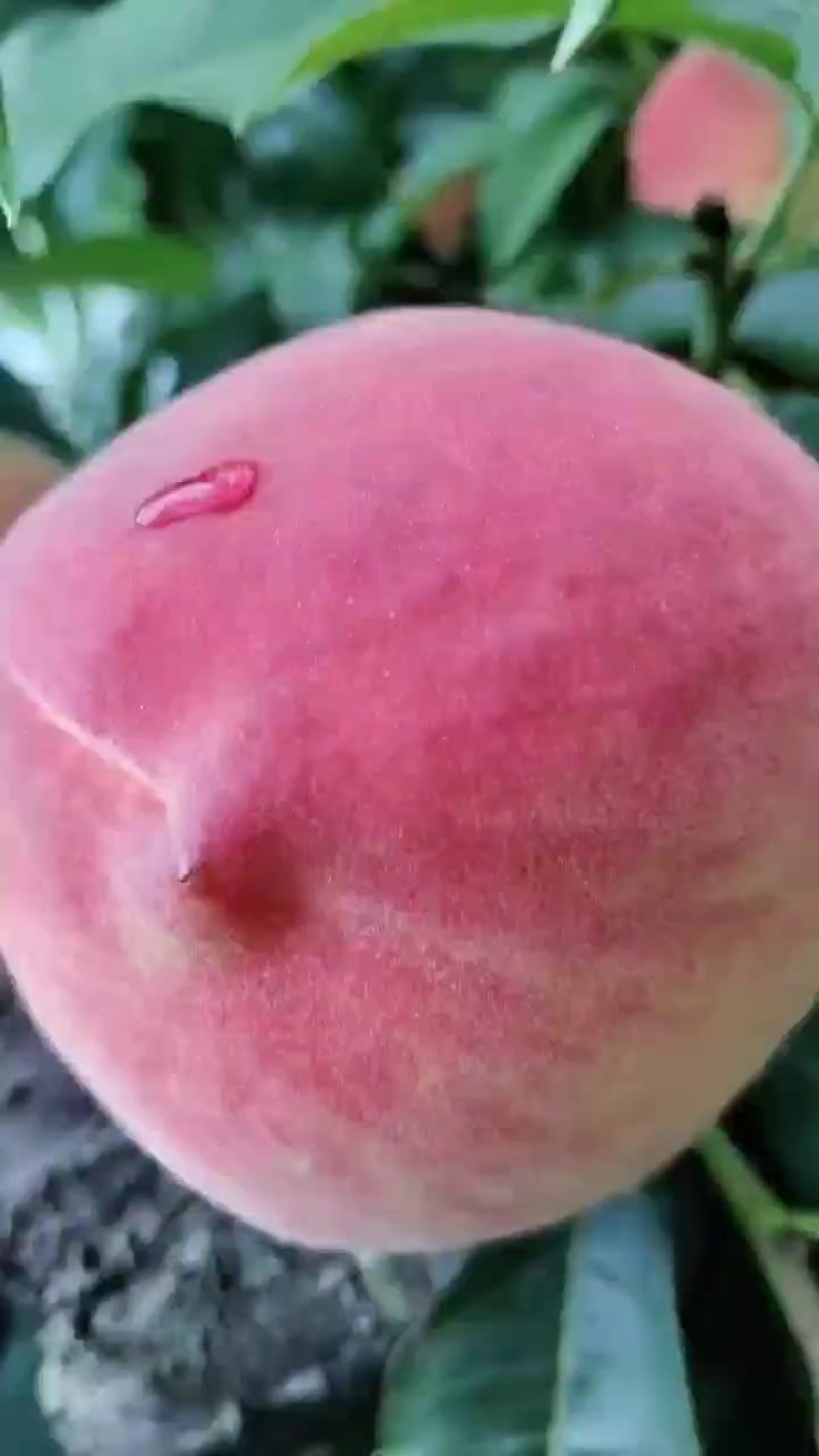 白花桃