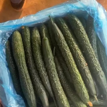 二级黄瓜大量有货当天鲜货市场商超工厂