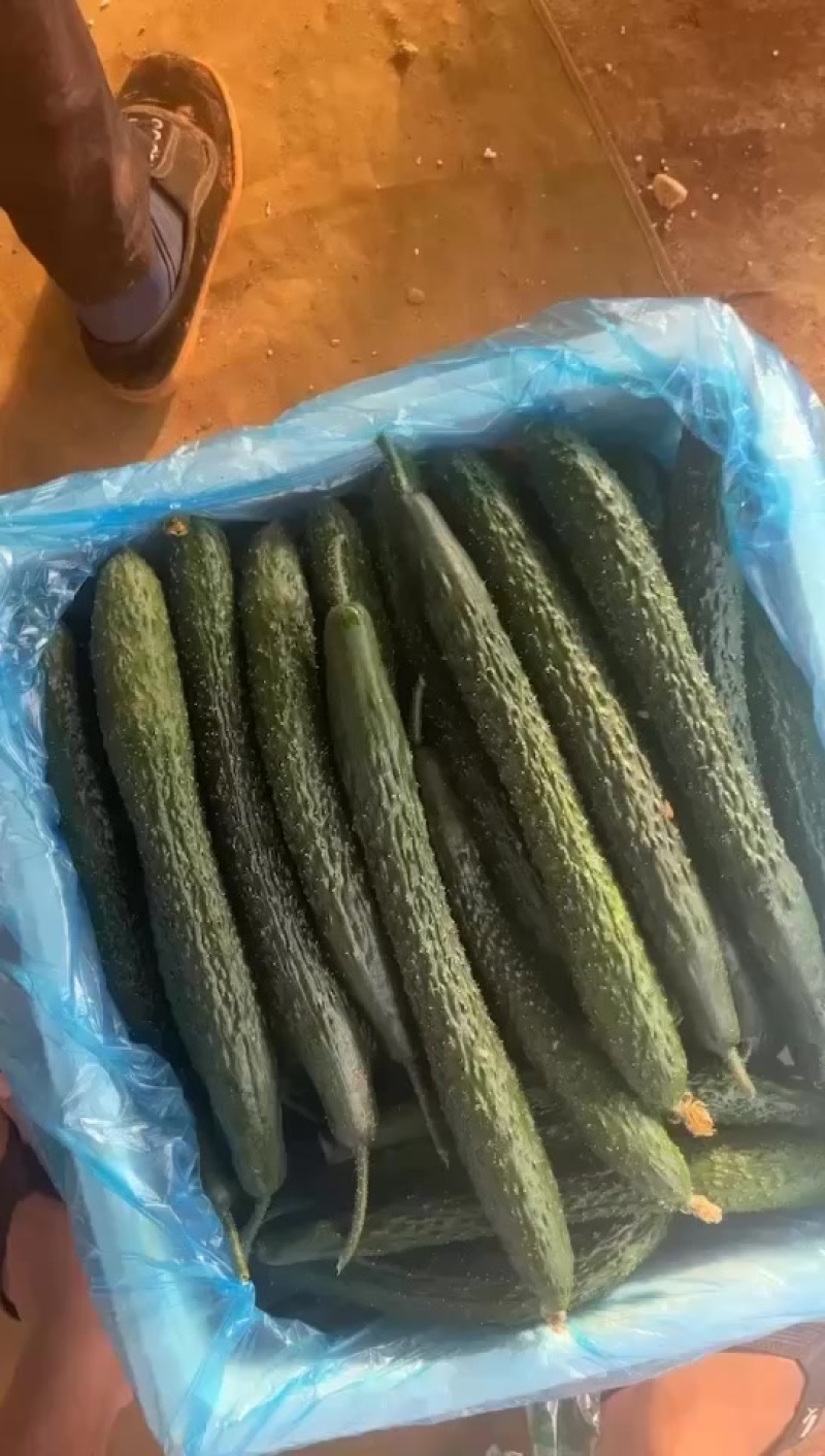 二级黄瓜大量有货当天鲜货市场商超工厂