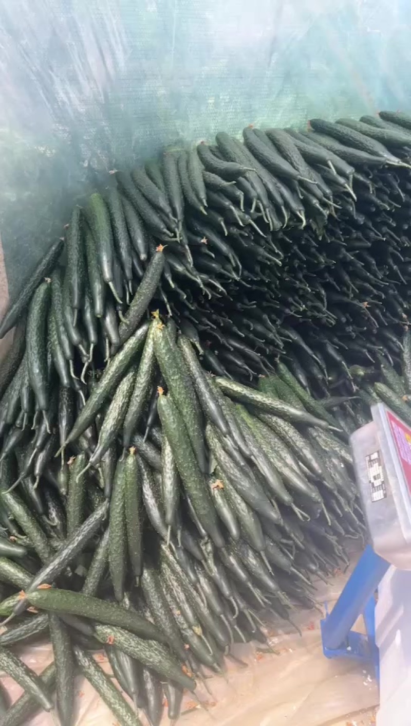 二级黄瓜大量有货当天鲜货市场商超工厂