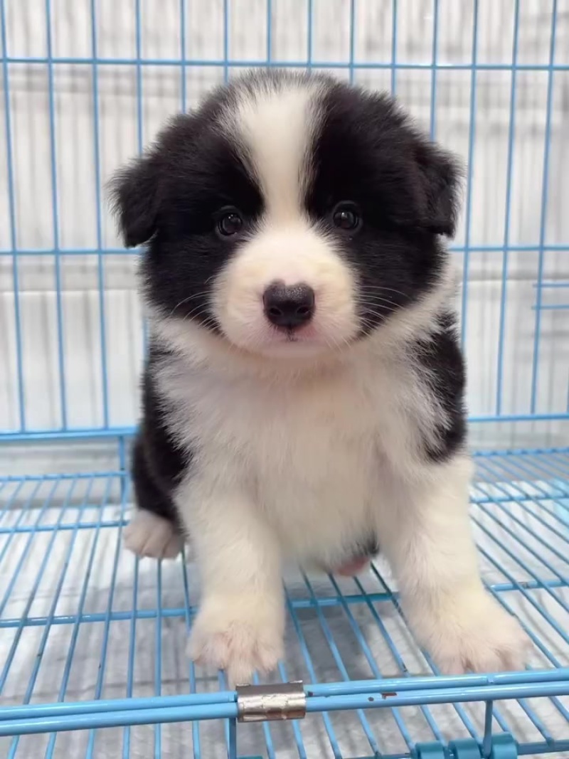 边牧