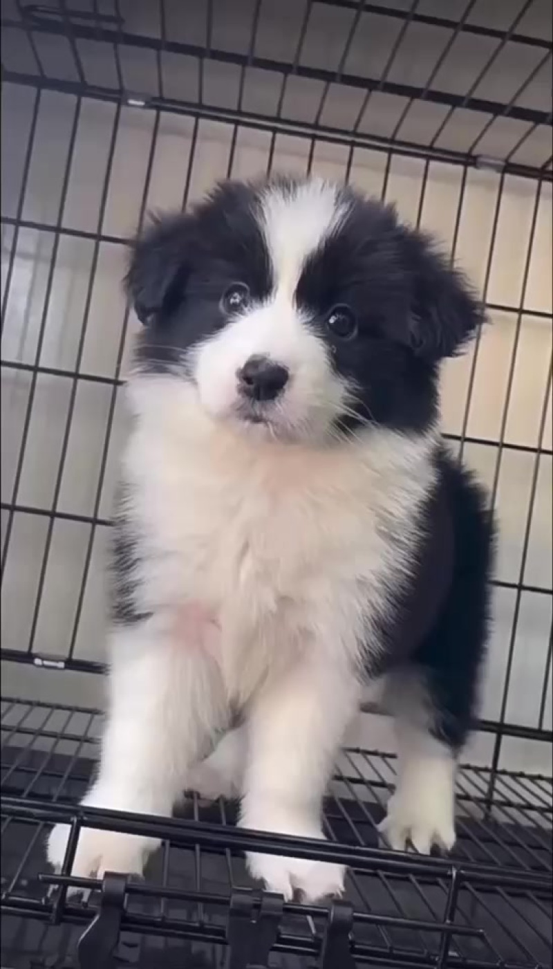 边牧