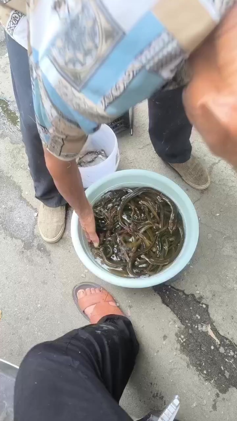 黄鳝