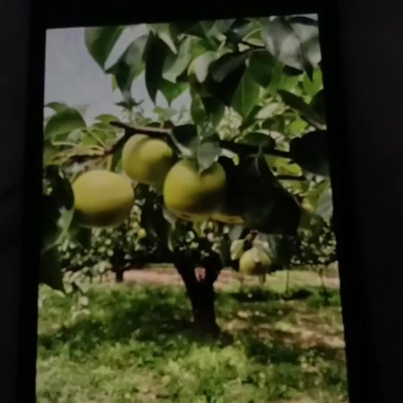 多样品种梨子