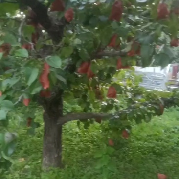 泊头鸭梨