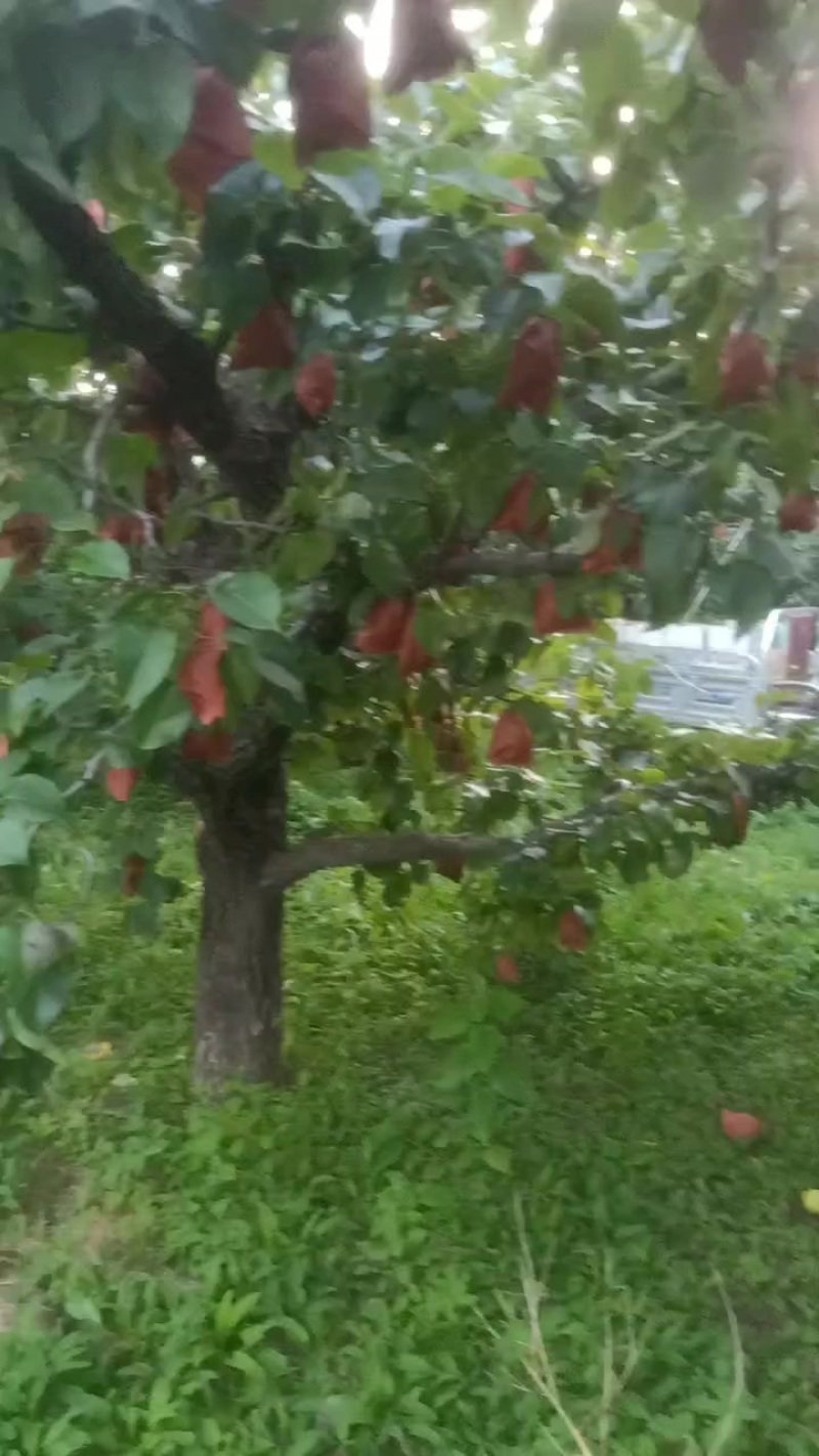 泊头鸭梨
