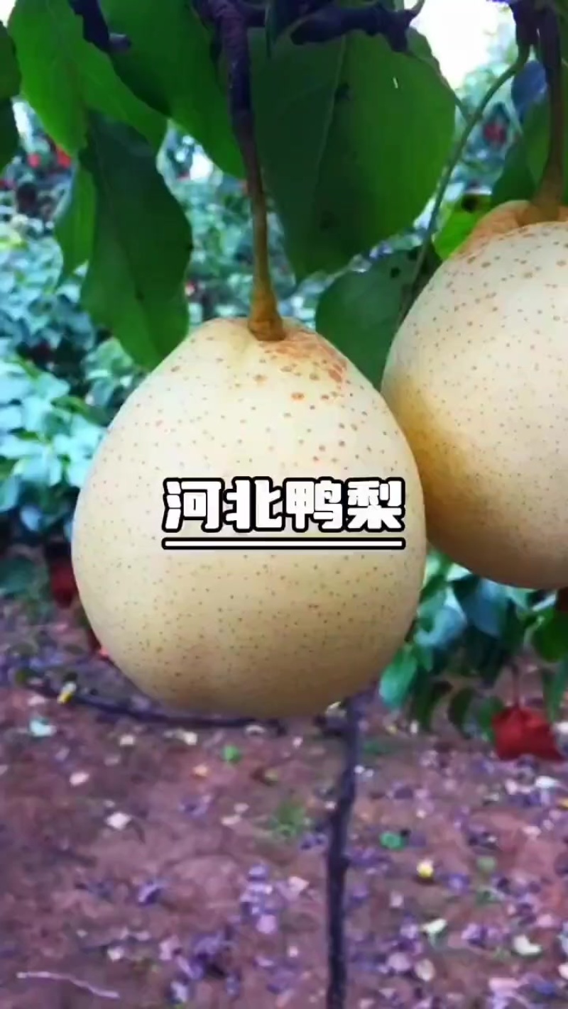 泊头鸭梨