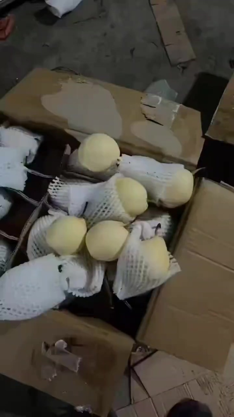 泊头鸭梨