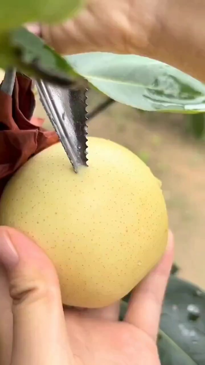 泊头鸭梨