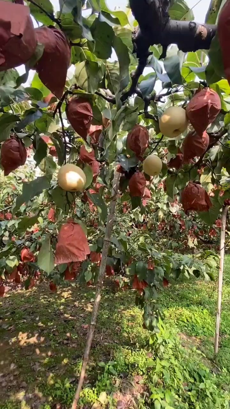 泊头鸭梨