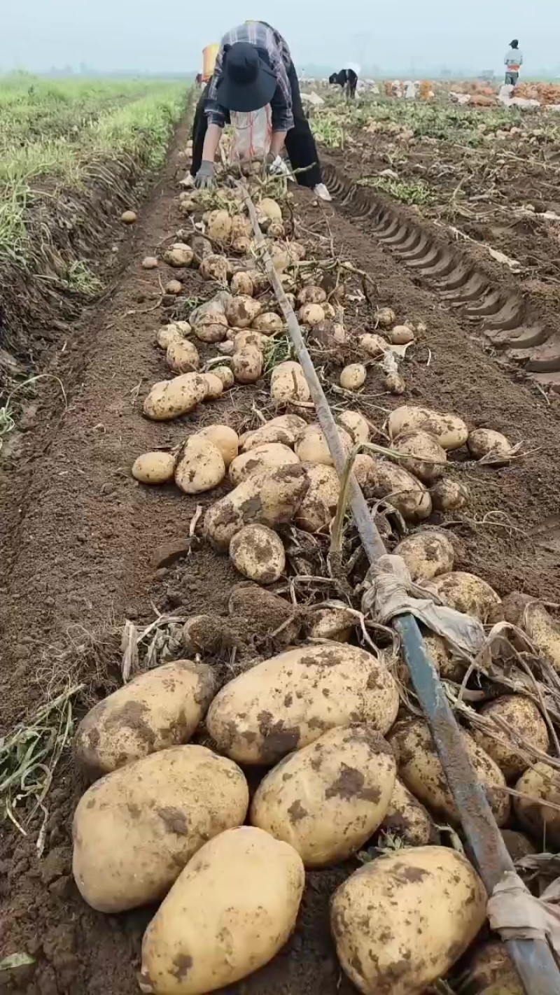 沃土加正在出货中
