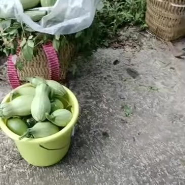南瓜
