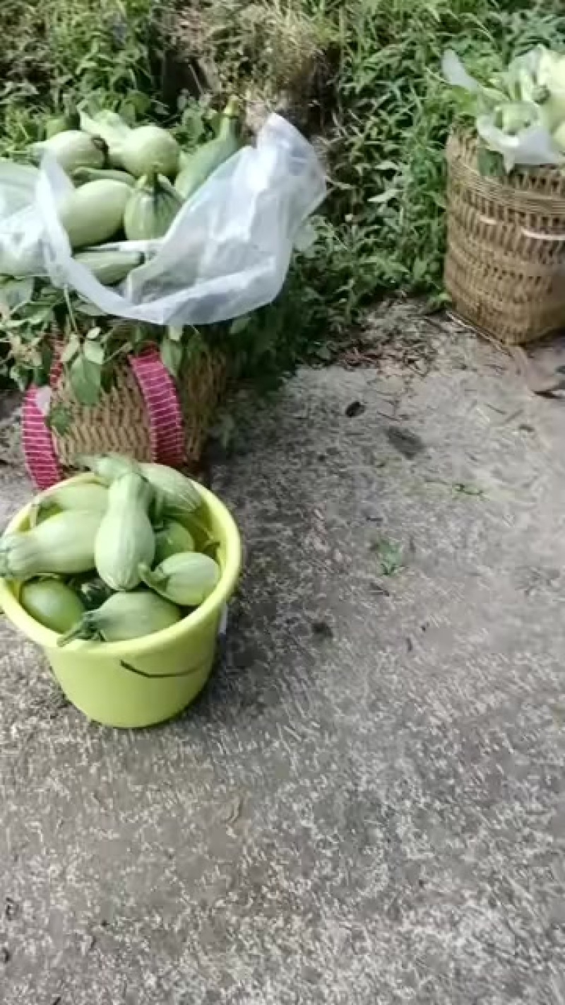 南瓜