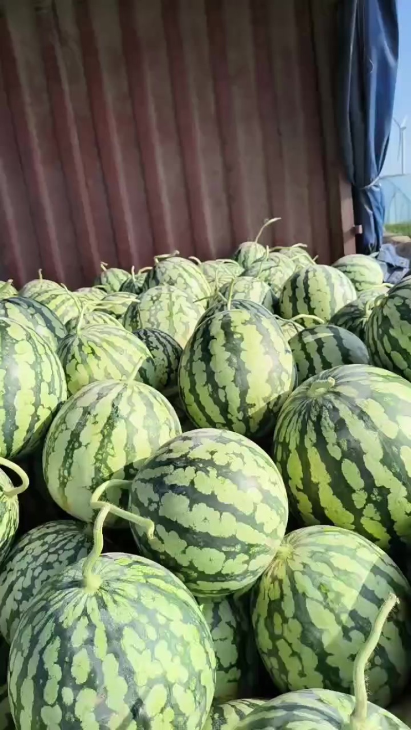 台农美都二茬有籽精品