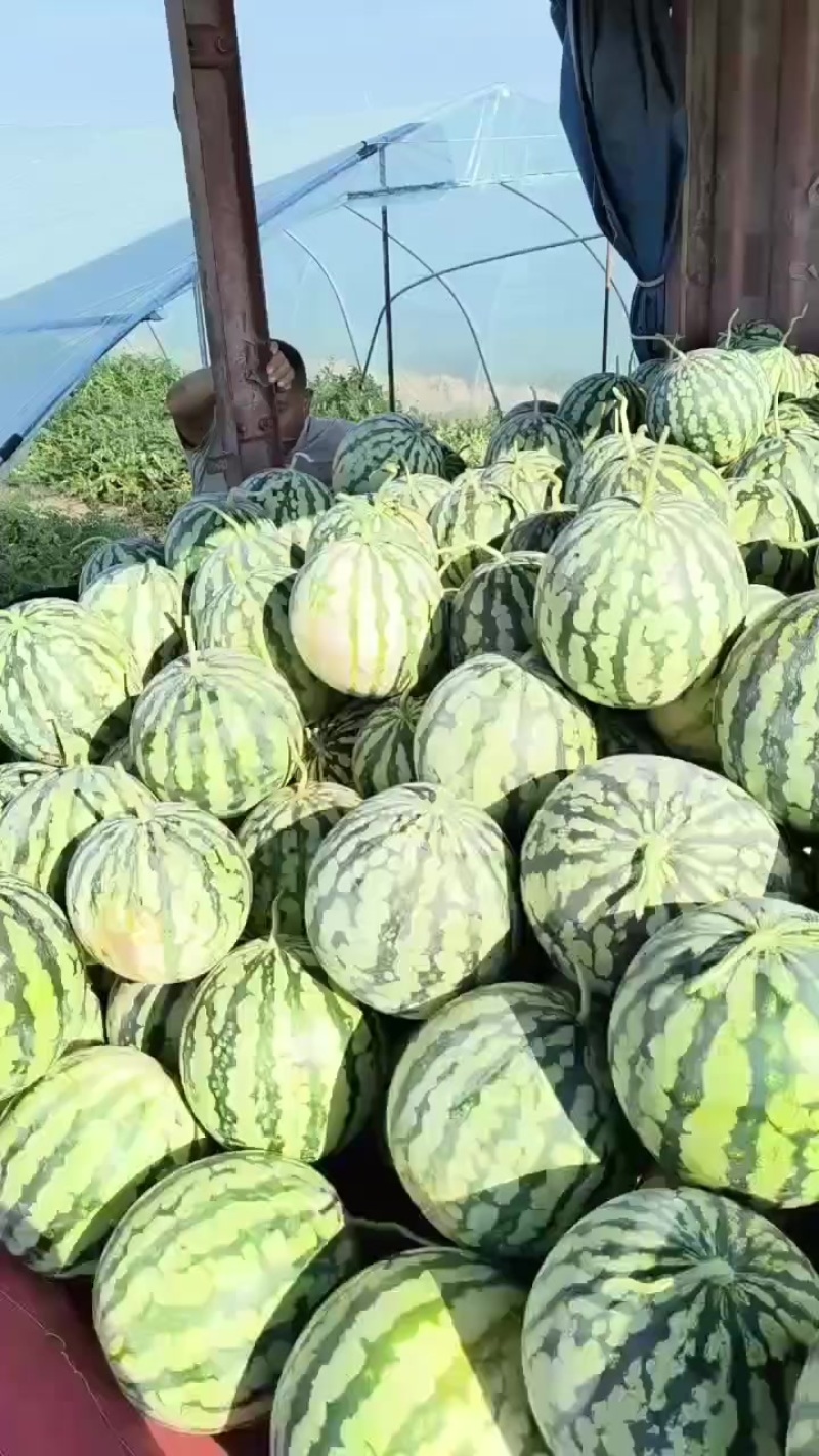 台农美都二茬有籽精品