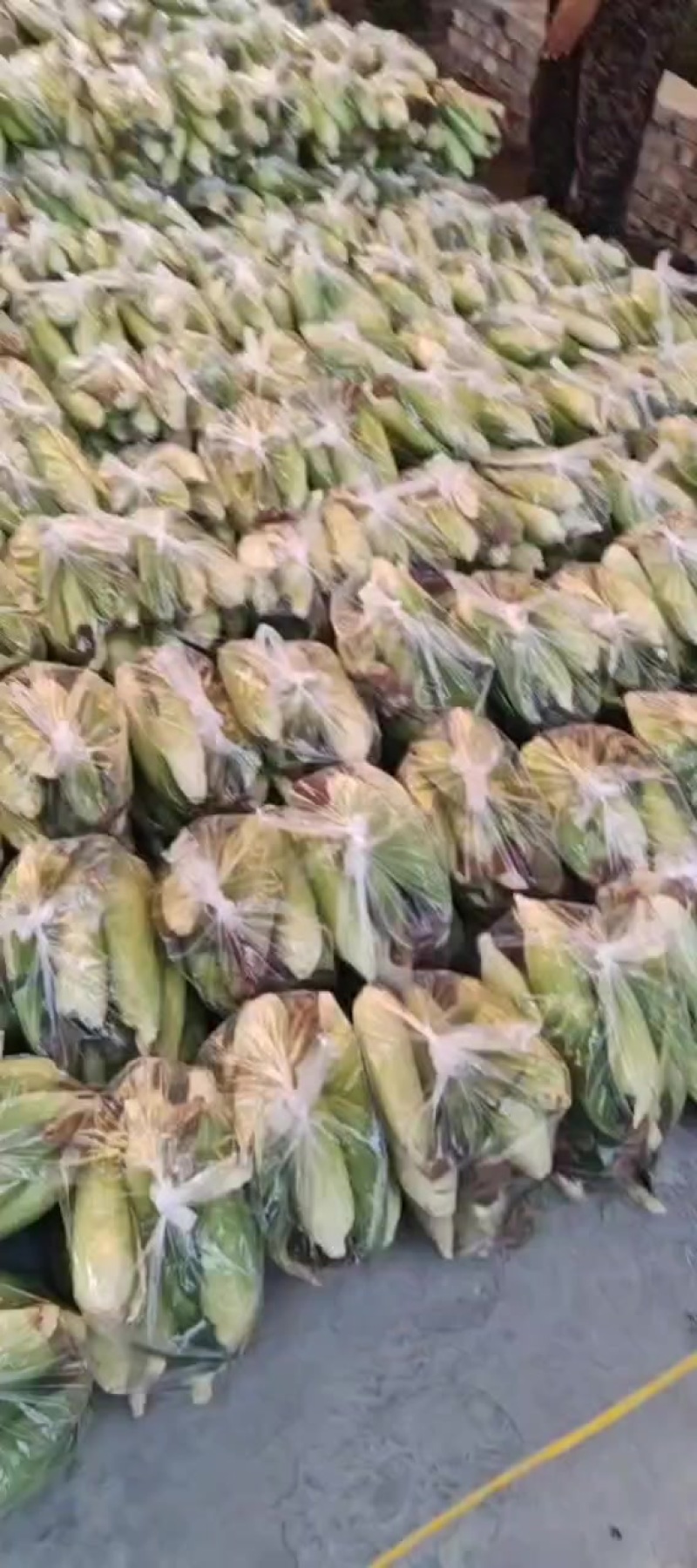 糯玉米