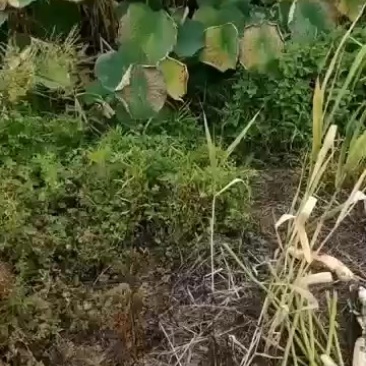 野生泥藕