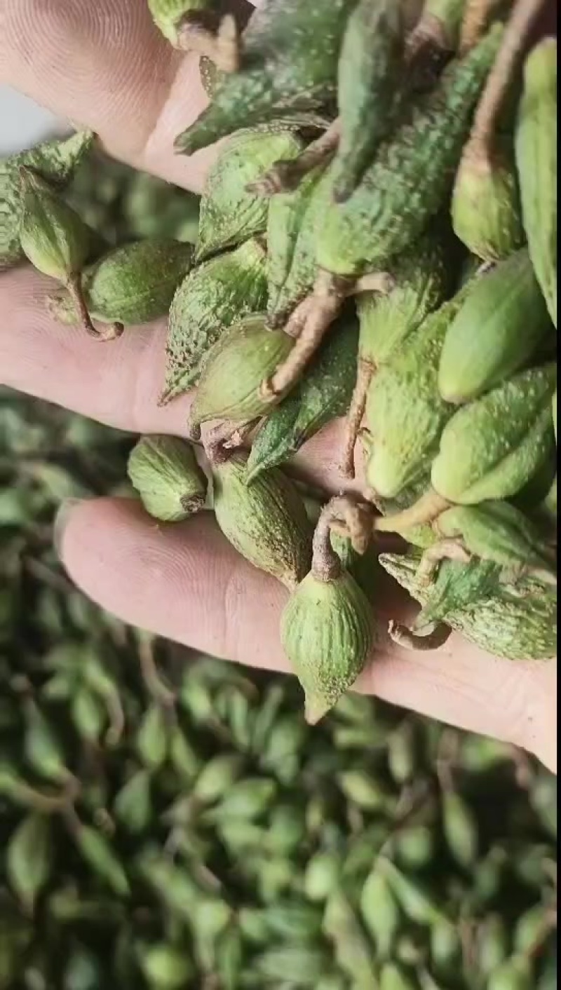 青翘连翘家种大颗粒