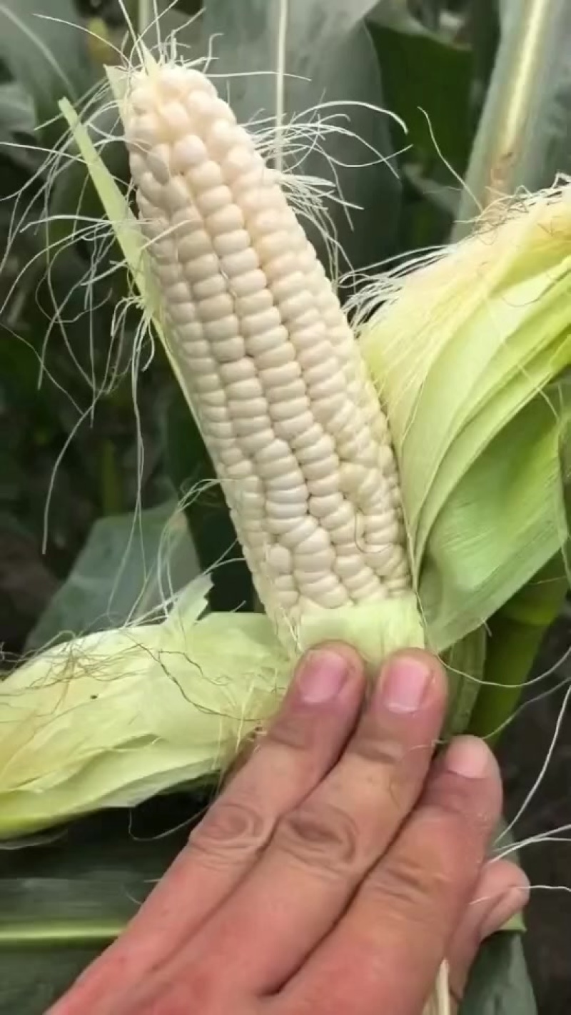 928小甜糯