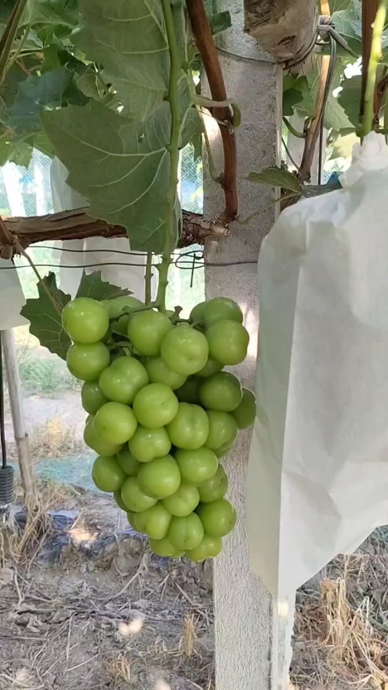 阳光玫瑰葡萄