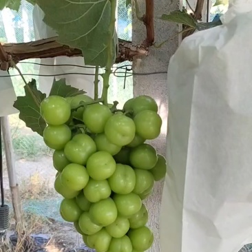 阳光玫瑰葡萄