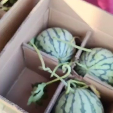 精品麒麟西瓜